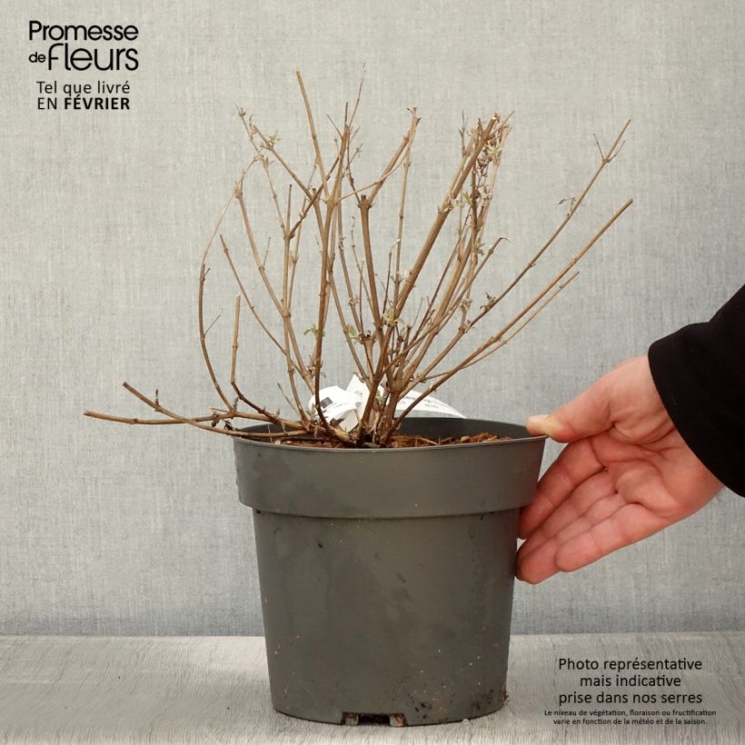 Buddleja davidii High Five Purple Maceta 2L/3L Ejemplar entregado en invierno