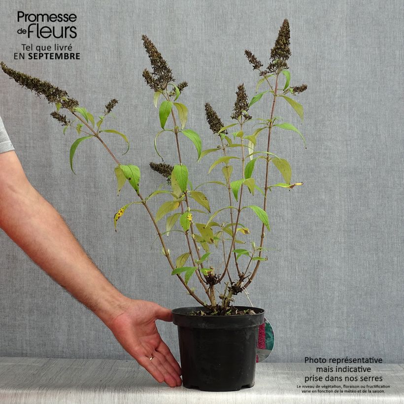 Ejemplar de Buddleja davidii Peacock Maceta 3L/4L entregado en verano
