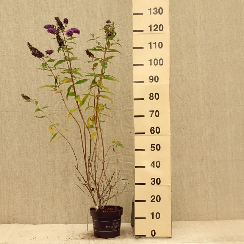 Ejemplar de Buddleja davidii Psychedelic Sky Maceta 2L/3L entregado en verano