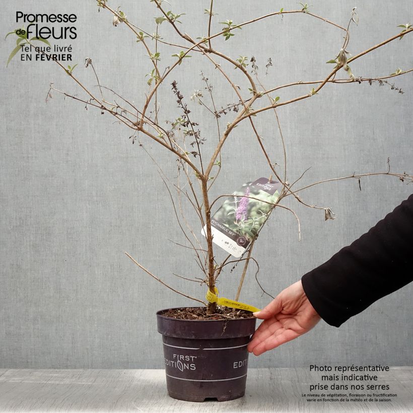 Buddleja davidii Psychedelic Sky Maceta 2L/3L Ejemplar entregado en invierno
