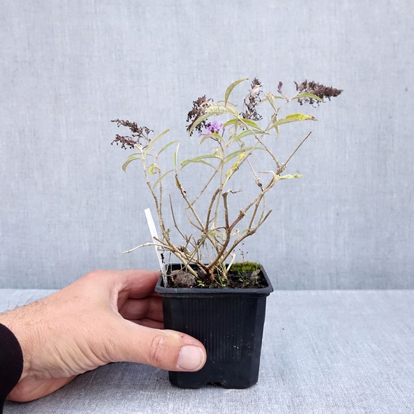 Ejemplar de Buddleja davidii Wisteria Lane Maceta de 8/9 cm entregado en otoño