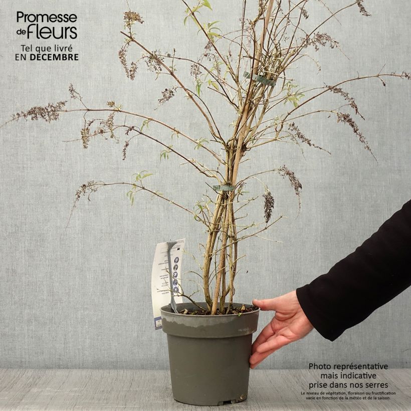 Ejemplar de Buddleja davidii Wisteria Lane Maceta 3L/4L entregado en otoño