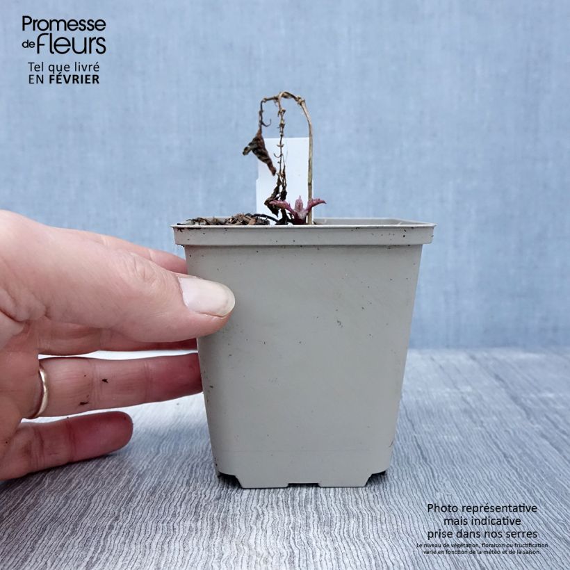 Ajuga incisa Frosted Jade Maceta de 8/9 cm Ejemplar entregado en invierno