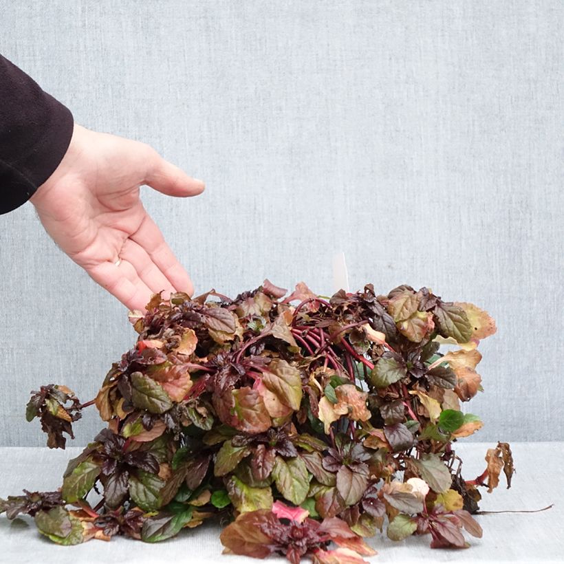 Ejemplar de Ajuga reptans Atropurpurea Maceta 2L/3L entregado en otoño