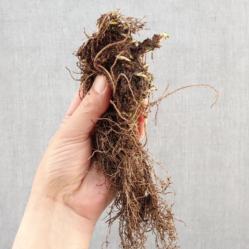 Ajuga reptans Atropurpurea Raíces desnudas Ejemplar entregado en invierno