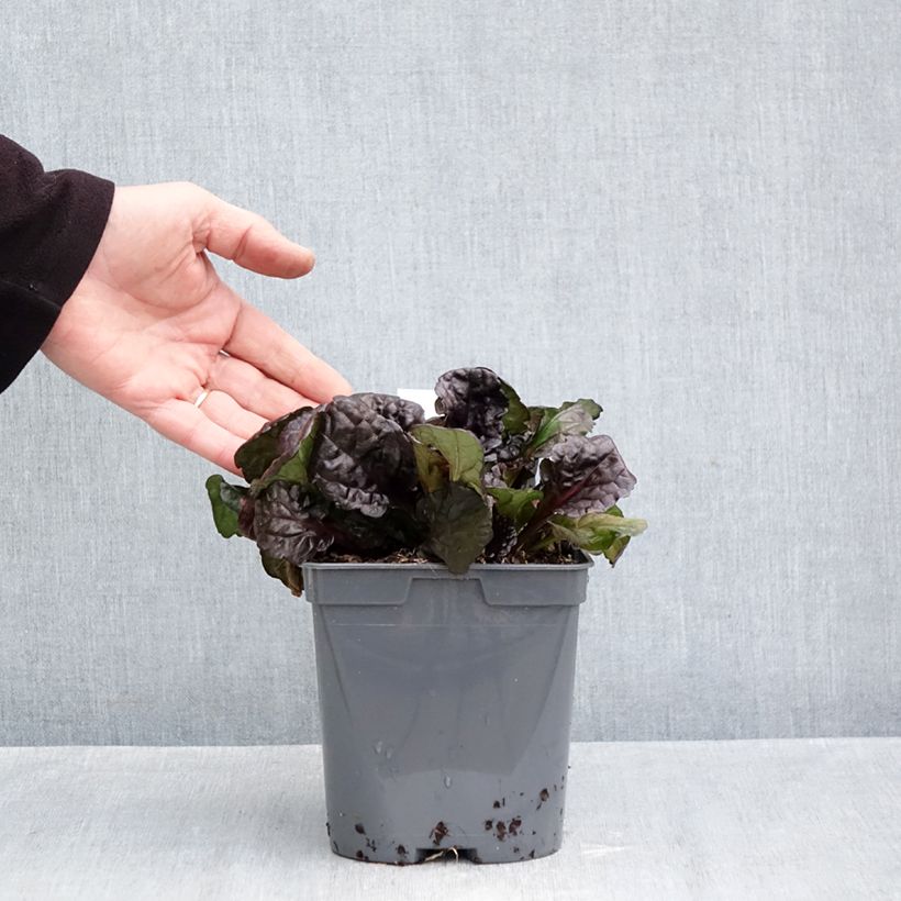 Ejemplar de Ajuga reptans Black Scallop Maceta 2L/3L entregado en otoño