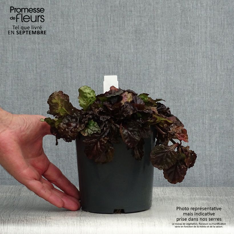 Ejemplar de Ajuga reptans Black Scallop Maceta 2L/3L entregado en verano