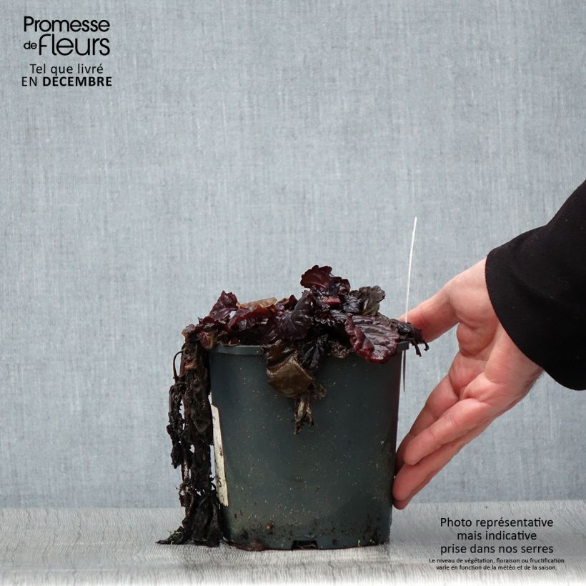 Ajuga reptans Black Scallop Maceta 2L/3L Ejemplar entregado en invierno