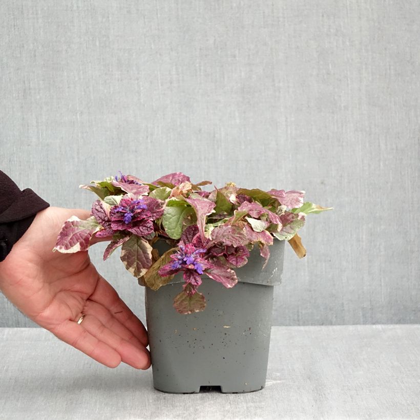 Ejemplar de Ajuga reptans Burgundy Glow Maceta 2L/3L entregado en otoño