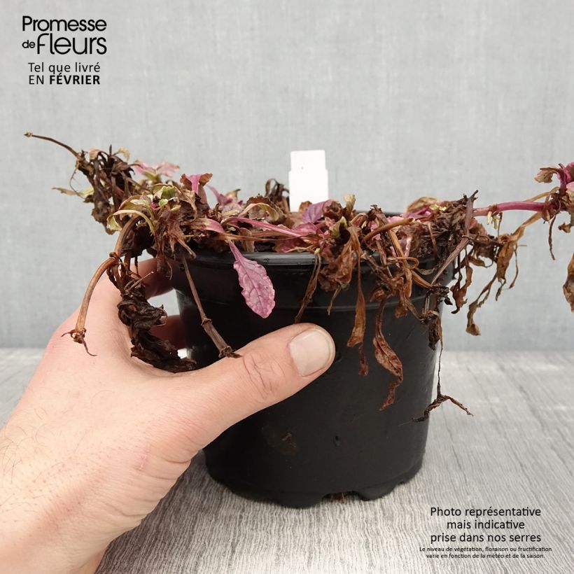 Ajuga reptans Burgundy Glow Maceta 2L/3L Ejemplar entregado en invierno