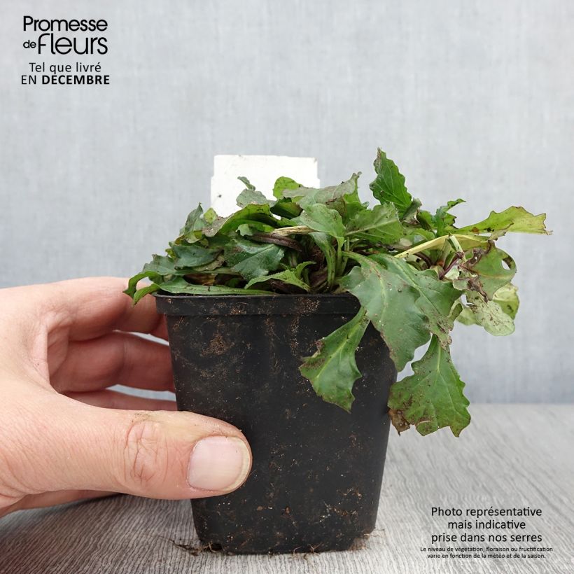 Ejemplar de Ajuga reptans - Consuelda media Maceta de 8/9 cm entregado en otoño