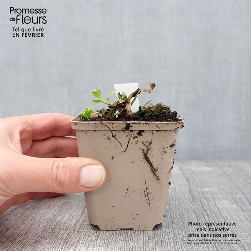 Ajuga reptans Golden Glow Maceta de 8/9 cm Ejemplar entregado en invierno