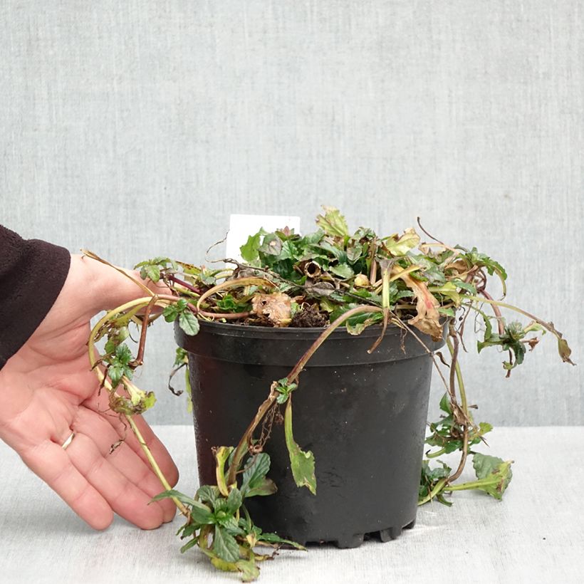 Ejemplar de Ajuga reptans - Consuelda media Maceta 2L/3L entregado en otoño