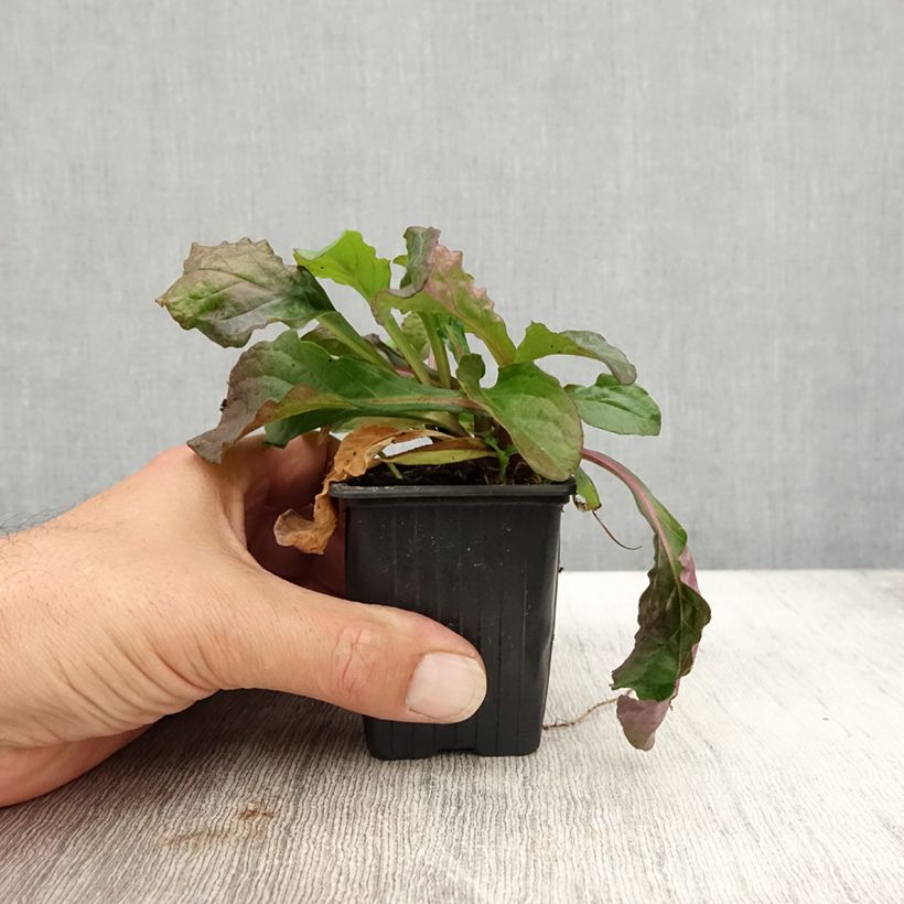 Ejemplar de Ajuga reptans Purple Torch Maceta de 7/8 cm entregado en otoño