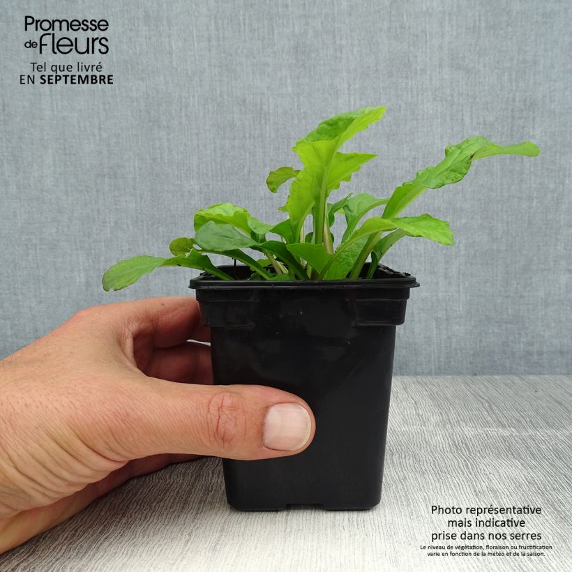 Ejemplar de Ajuga reptans Purple Torch Maceta de 7/8 cm entregado en verano