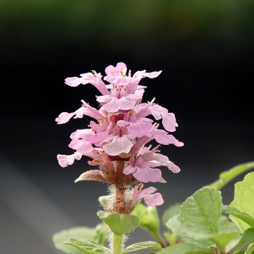 Ajuga reptans Rosea (Floración)