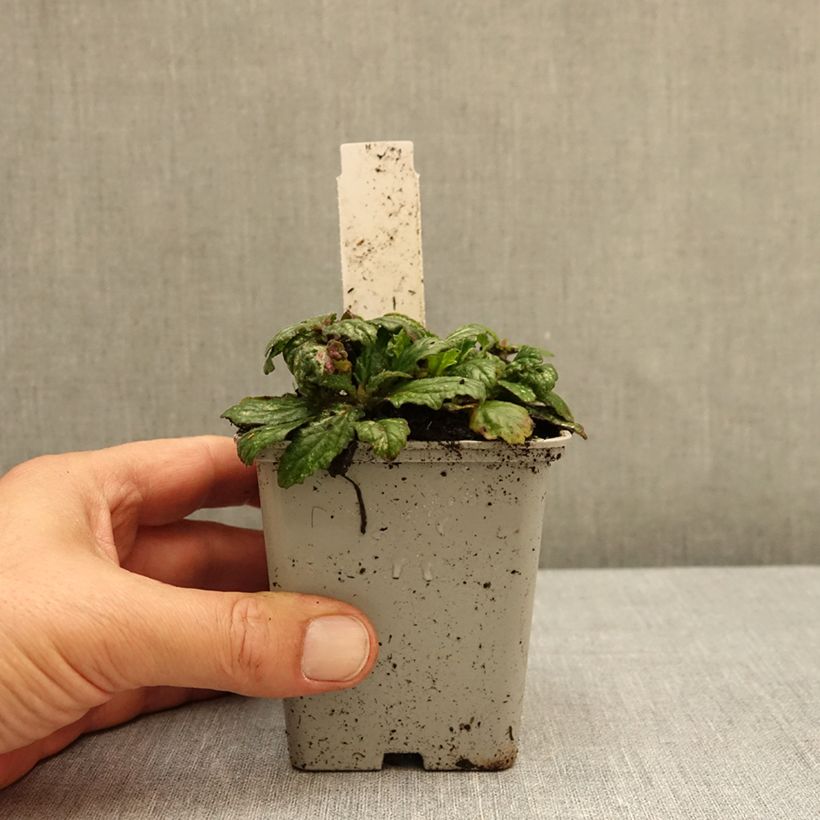 Ejemplar de Ajuga reptans Sparkler Maceta de 8/9 cm entregado en otoño