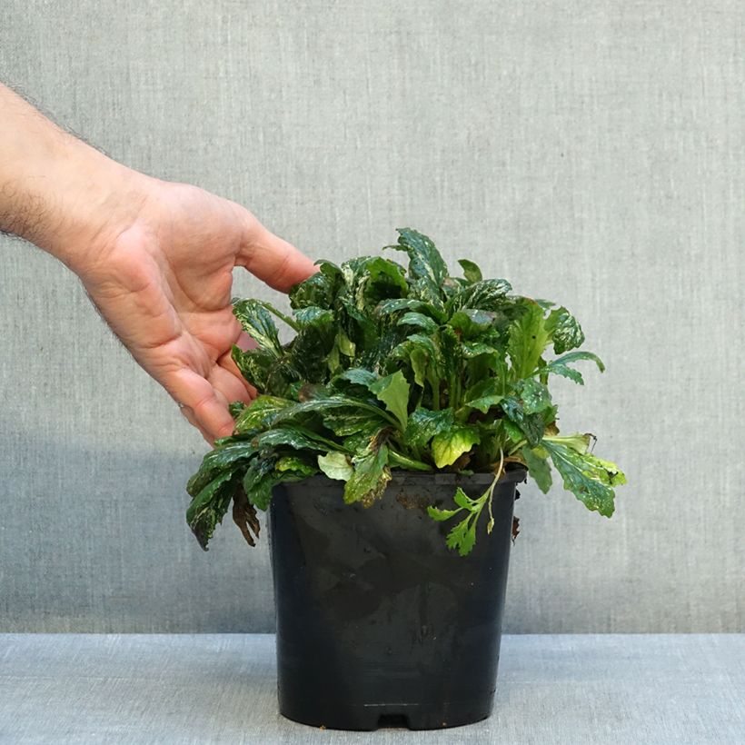 Ejemplar de Ajuga reptans Sparkler Maceta 2L/3L entregado en otoño