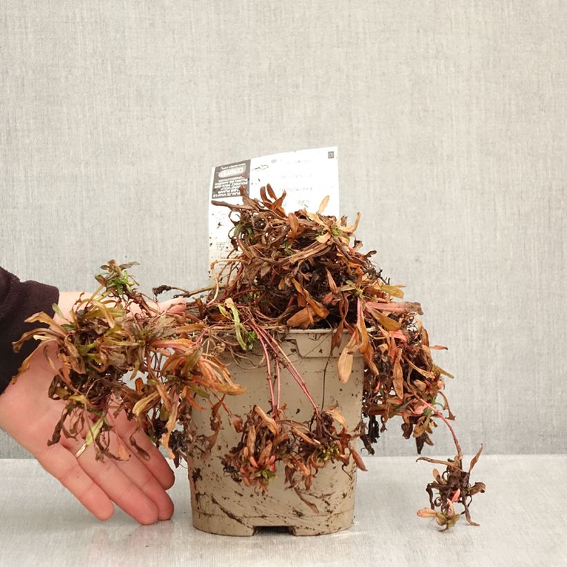 Ejemplar de Ajuga Chocolate Chip - Búgula Maceta 2L/3L entregado en otoño