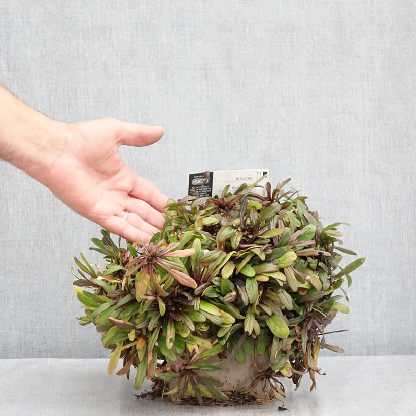 Ejemplar de Ajuga Chocolate Chip - Búgula Maceta 2L/3L entregado en verano