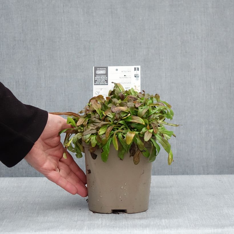 Ajuga Cordial Canary - Búgula Maceta 2L/3L Ejemplar entregado en invierno