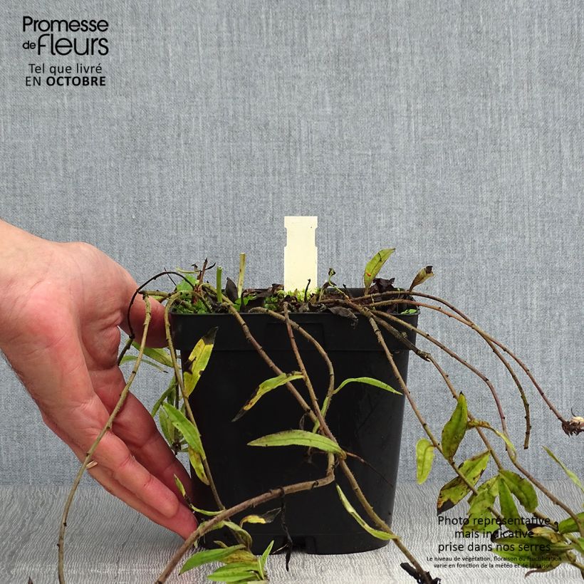 Ejemplar de Buglossoides purpurocaerulea - Aljófar derramada Maceta 2L/3L entregado en otoño