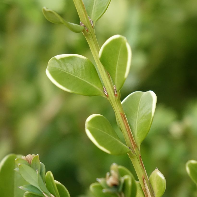 Buxus Betterbuxus Babylon Beauty - Boj (Follaje)
