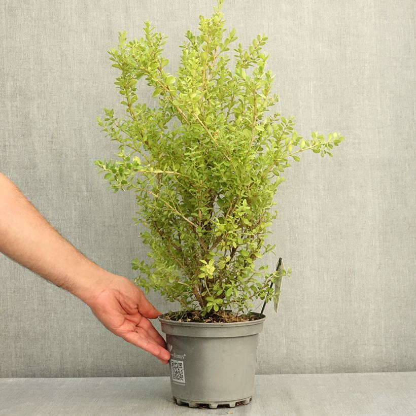 Ejemplar de Buxus Betterbuxus Babylon Beauty - Boj Maceta 3L/4L entregado en verano