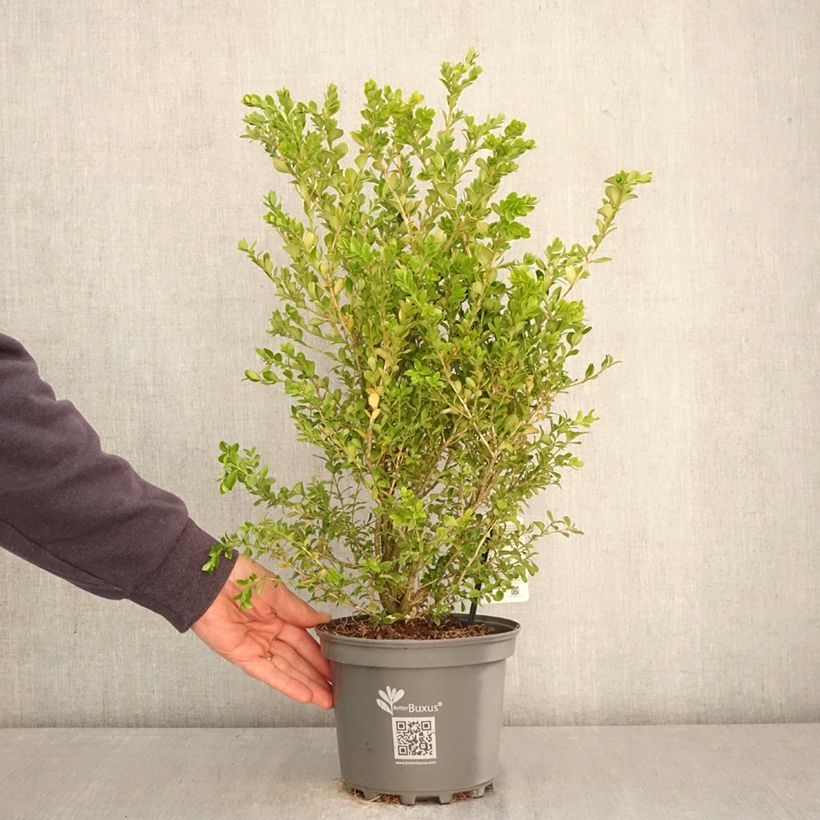 Buis - Buxus Betterbuxus Babylon Beauty Maceta 3L/4L Ejemplar entregado en la primavera