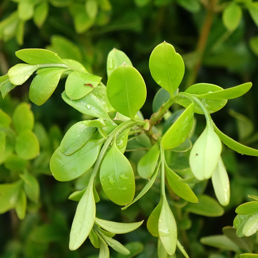 Buxus Betterbuxus Heritage - Boj (Follaje)