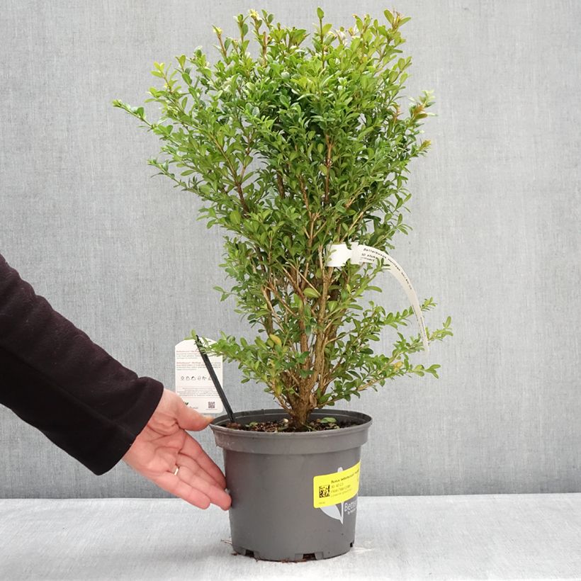 Buxus Betterbuxus Heritage - Boj Maceta 3L/4L Ejemplar entregado en invierno