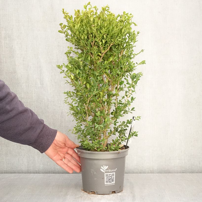 Buis - Buxus Betterbuxus Heritage Maceta 3L/4L Ejemplar entregado en la primavera