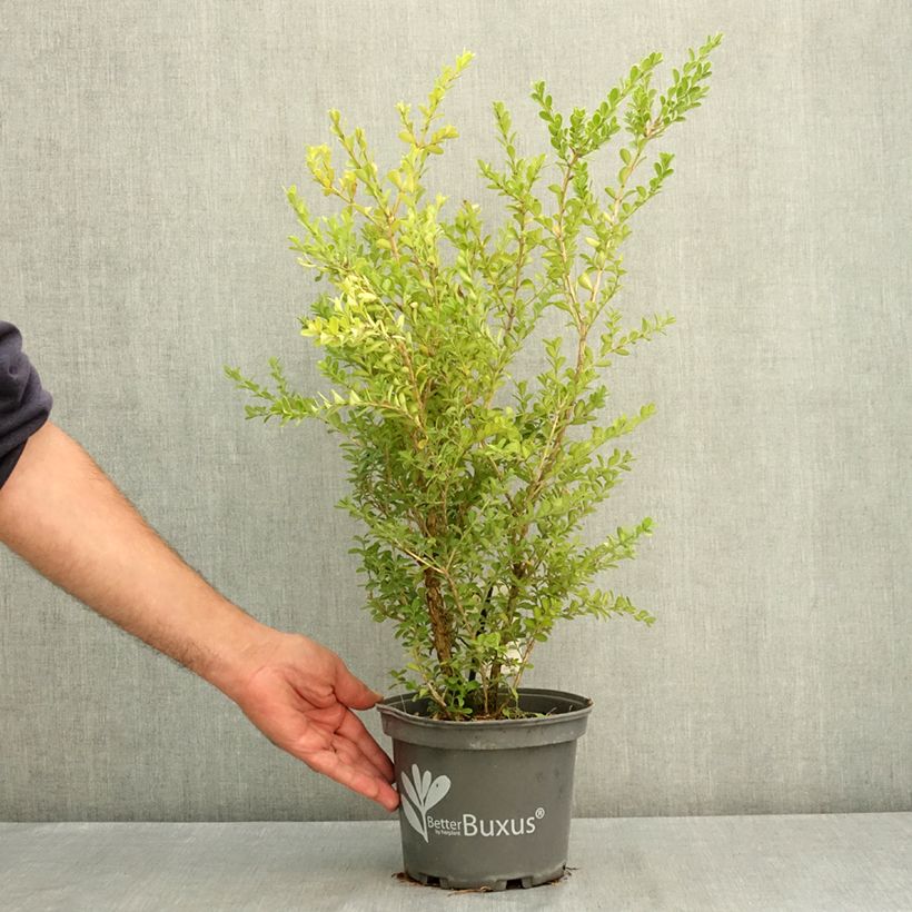 Ejemplar de Buxus Betterbuxus Renaissance - Boj Maceta 3L/4L entregado en verano