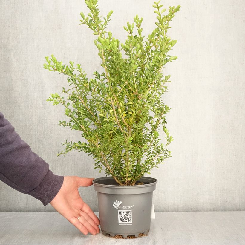 Buis - Buxus Betterbuxus Renaissance Maceta 3L/4L Ejemplar entregado en la primavera