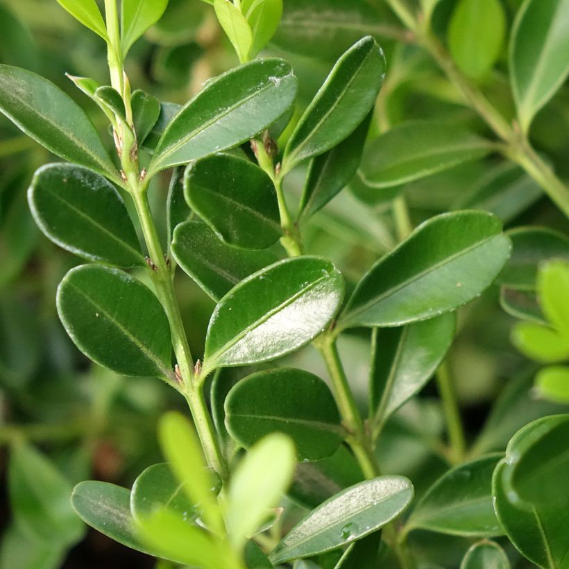 Buxus Betterbuxus Skylight - Boj (Follaje)