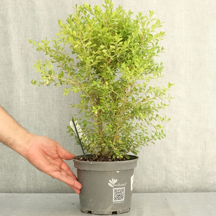 Ejemplar de Buxus Betterbuxus Skylight - Boj Maceta 3L/4L entregado en verano