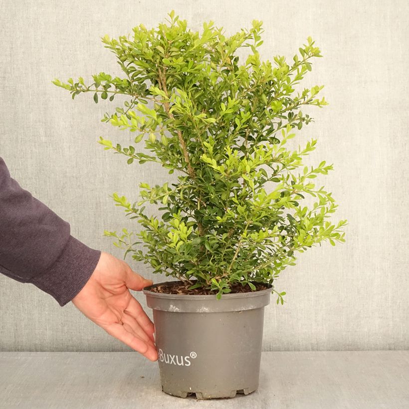 Buis - Buxus Betterbuxus Skylight Maceta 3L/4L Ejemplar entregado en la primavera