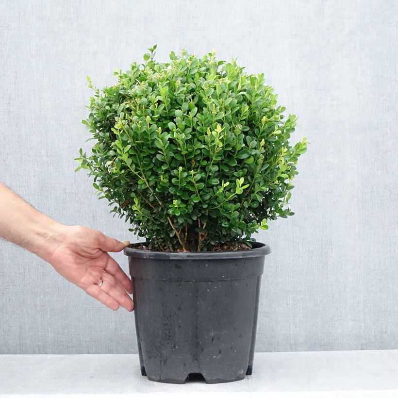 Ejemplar de Boj japónico - Buxus microphylla Faulkner Maceta 7,5L/10L, Bola entregado en verano