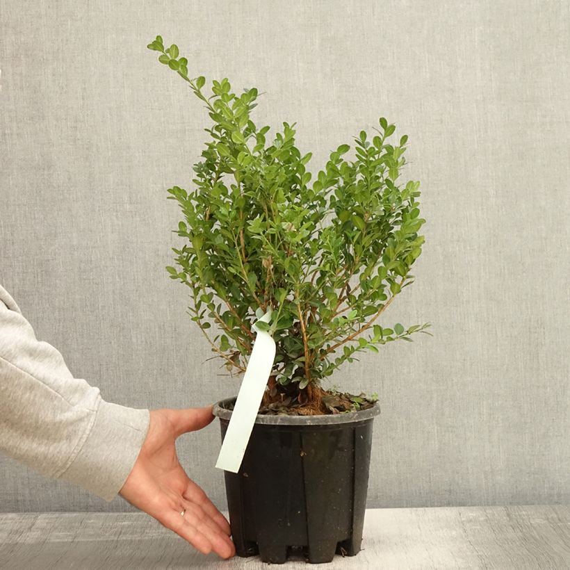 Ejemplar de Boj japónico - Buxus microphylla Faulkner Maceta 2L/3L entregado en otoño