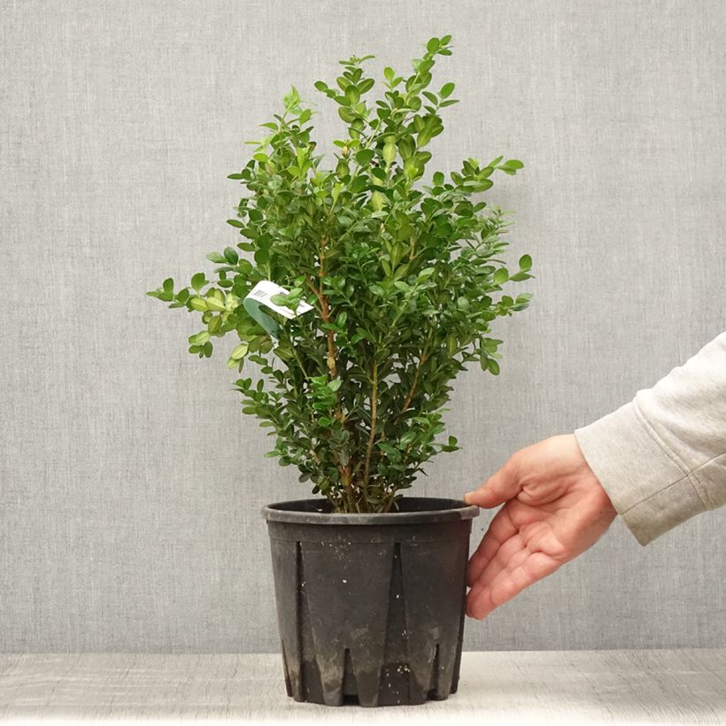 Ejemplar de Boj japónico - Buxus microphylla Faulkner Maceta 2L/3L entregado en verano