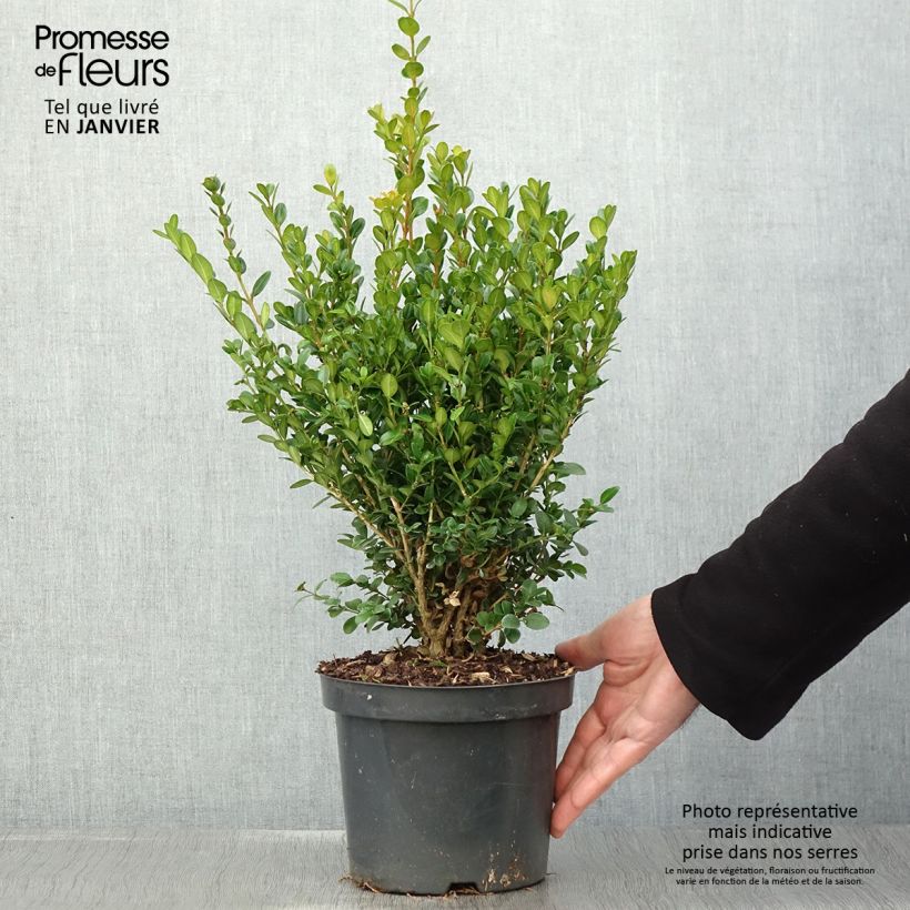 Boj japónico - Buxus microphylla Faulkner Maceta 2L/3L Ejemplar entregado en invierno