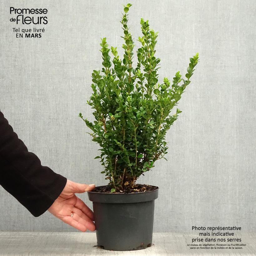 Boj japónico - Buxus microphylla Faulkner Maceta 2L/3L Ejemplar entregado en la primavera