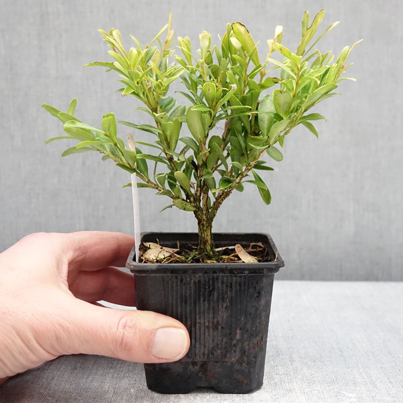 Buxus sinica var. insularis Mipo - Boj Maceta de 8/9 cm Ejemplar entregado en invierno