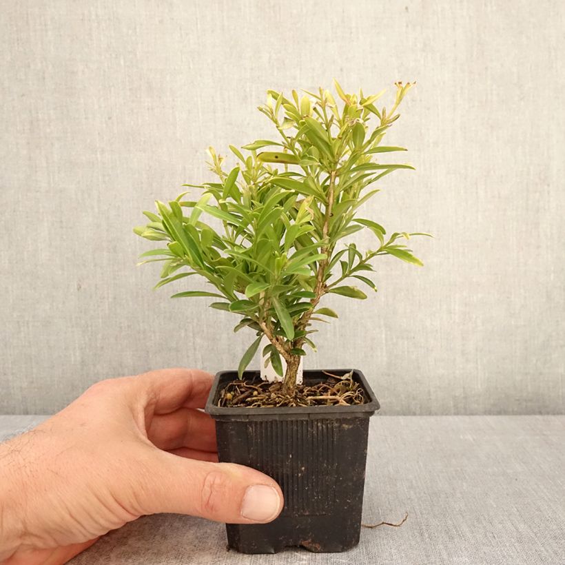 Buis - Buxus sinica var. insularis Mipo Maceta de 8/9 cm Ejemplar entregado en la primavera