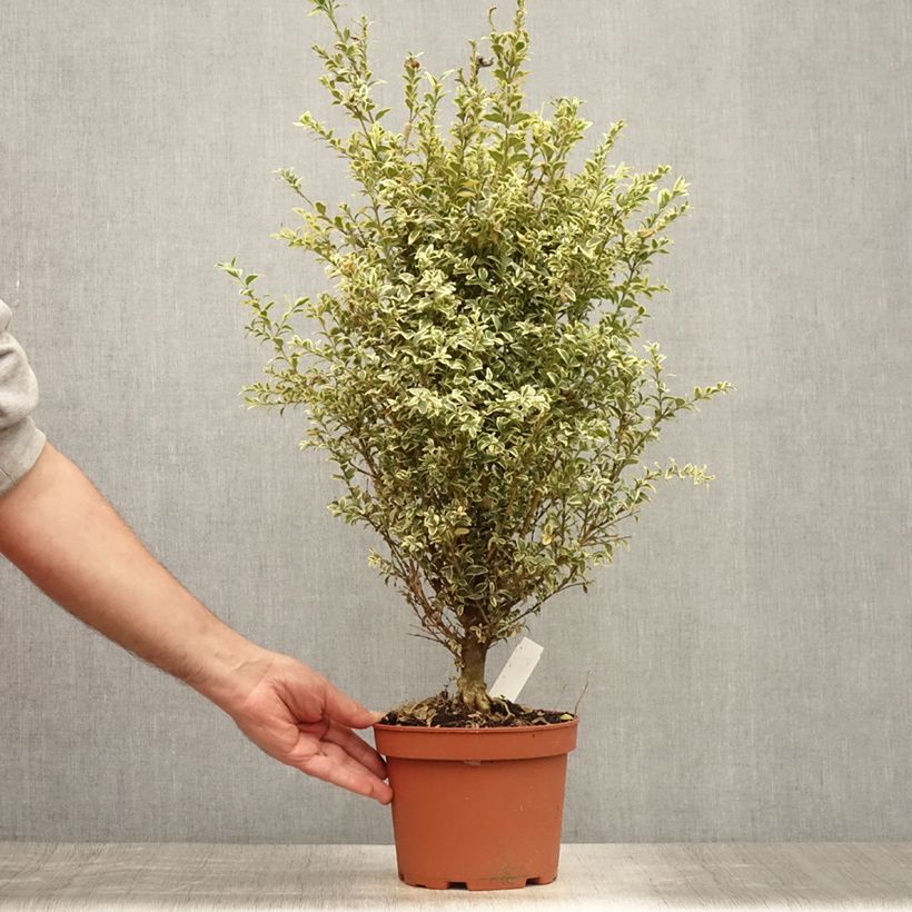 Ejemplar de Boj enano - Buxus sempervirens Elegans Maceta 2L/3L entregado en verano