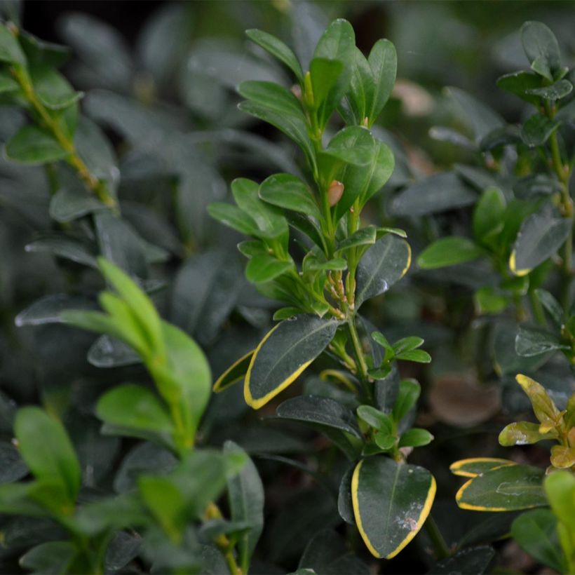 Buxus sempervirens - Boj bola enano (Follaje)