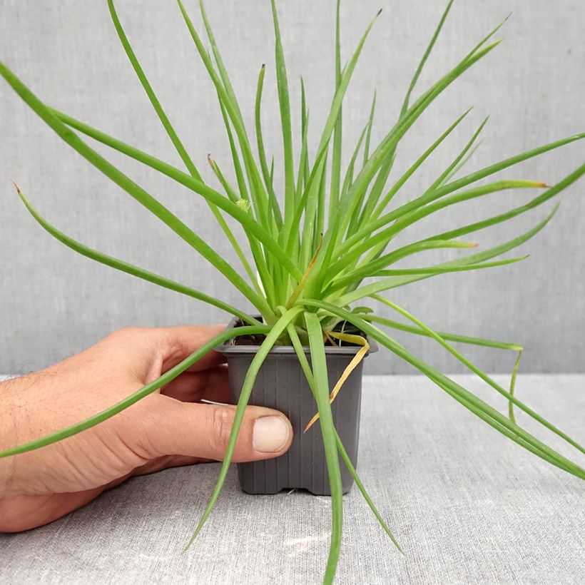 Ejemplar de Bulbine frutescens Avera Sunset Orange Maceta de 8/9 cm entregado en otoño