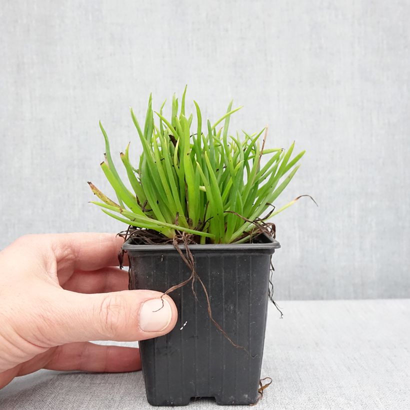 Bulbine frutescens Avera Sunset Orange Maceta de 8/9 cm Ejemplar entregado en la primavera