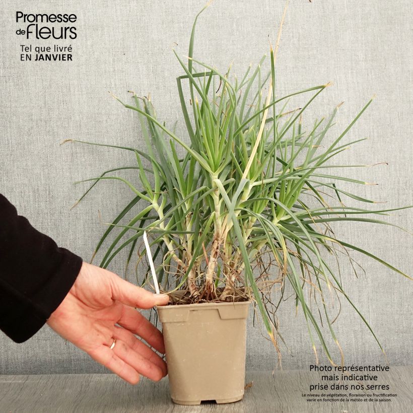 Bulbine frutescens Maceta 1L/1,5L Ejemplar entregado en invierno