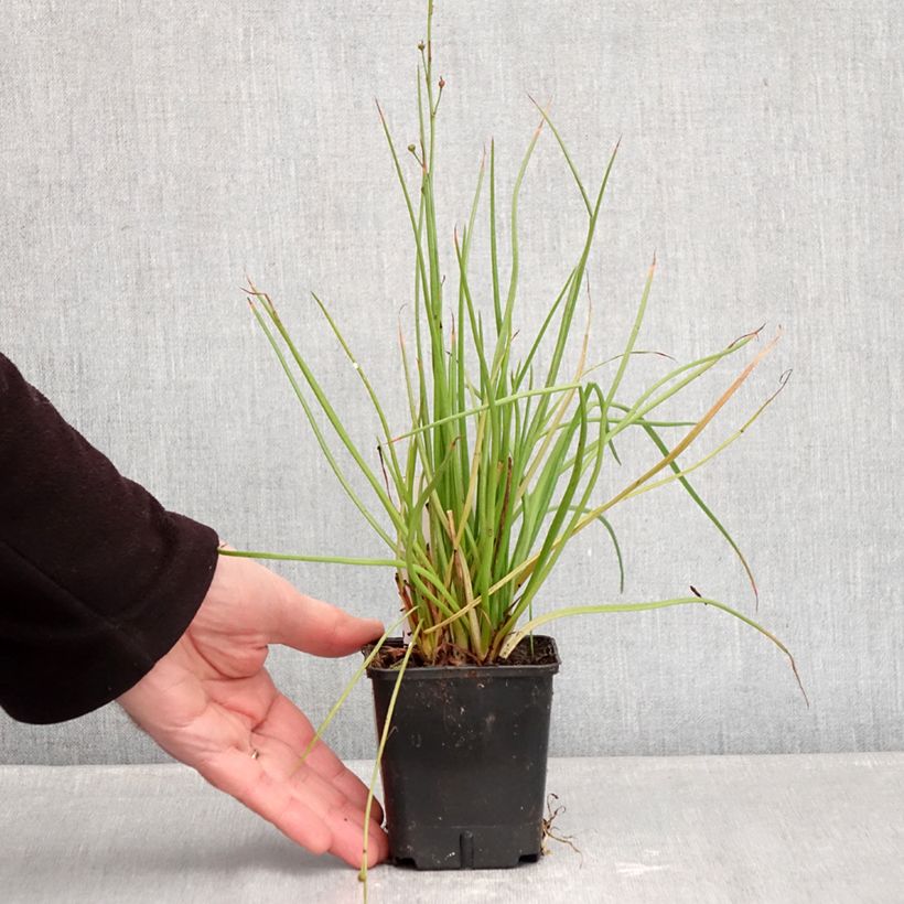 Bulbine frutescens Hallmarck Maceta de 8/9 cm Ejemplar entregado en invierno